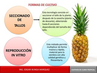 SECCIONADO
DE
TALLOS
Este método permite
multiplicar de forma
masiva y rápida,
material para la
siembra con alta
calidad genética y
fitosanitaria.
REPRODUCCIÓN
IN VITRO
Esta tecnología consiste en
seccionar el tallo de la planta
después de la cosecha (planta
de descarte), obteniendo
hasta 8 secciones
dependiendo del tamaño del
tallo.
CULTIVOS DE CLIMA TROPICAL
ING. EDGAR W.INGA MARQUEZ
 