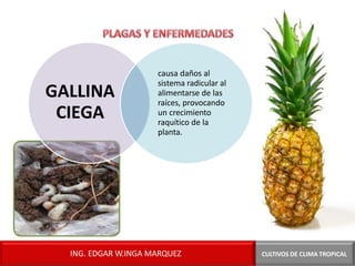 GALLINA
CIEGA
CULTIVOS DE CLIMA TROPICAL
causa daños al
sistema radicular al
alimentarse de las
raíces, provocando
un crecimiento
raquítico de la
planta.
ING. EDGAR W.INGA MARQUEZ
 