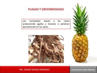 Los nematodos atacan a las raíces
produciendo agallas y lesiones o penetran
parcialmente en las raíces .
CULTIVOS DE CLIMA TROPICAL
ING. EDGAR W.INGA MARQUEZ
 