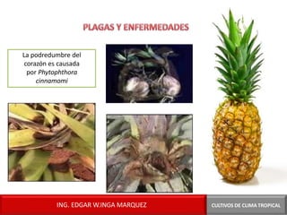 La podredumbre del
corazón es causada
por Phytophthora
cinnamomi
CULTIVOS DE CLIMA TROPICAL
ING. EDGAR W.INGA MARQUEZ
 