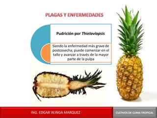 Pudrición por Thielaviopsis
Siendo la enfermedad más grave de
postcosecha; puede comenzar en el
tallo y avanzar a través de la mayor
parte de la pulpa
CULTIVOS DE CLIMA TROPICAL
ING. EDGAR W.INGA MARQUEZ
 