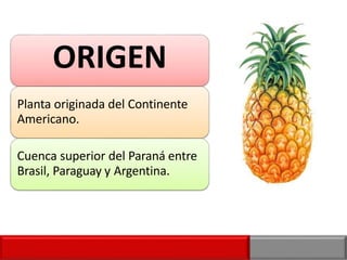 ORIGEN
Planta originada del Continente
Americano.
Cuenca superior del Paraná entre
Brasil, Paraguay y Argentina.
 