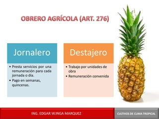 Jornalero
• Presta servicios por una
remuneración para cada
jornada o día.
• Pago en semanas,
quincenas.
Destajero
• Trabajo por unidades de
obra
• Remuneración convenida
CULTIVOS DE CLIMA TROPICAL
ING. EDGAR W.INGA MARQUEZ
 