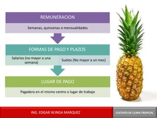 LUGAR DE PAGO
Pagadera en el mismo centro o lugar de trabajo
FORMAS DE PAGO Y PLAZOS
Salarios (no mayor a una
semana)
Suelos (No mayor a un mes)
REMUNERACION
CULTIVOS DE CLIMA TROPICAL
Semanas, quincenas o mensualidades
ING. EDGAR W.INGA MARQUEZ
 