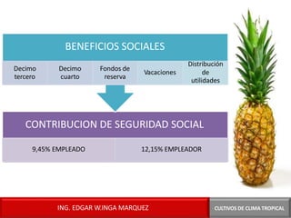 CONTRIBUCION DE SEGURIDAD SOCIAL
9,45% EMPLEADO 12,15% EMPLEADOR
BENEFICIOS SOCIALES
Decimo
tercero
Decimo
cuarto
Fondos de
reserva
Vacaciones
CULTIVOS DE CLIMA TROPICAL
Distribución
de
utilidades
ING. EDGAR W.INGA MARQUEZ
 