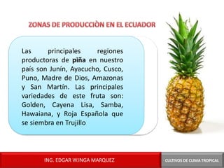 Las principales regiones
productoras de piña en nuestro
país son Junín, Ayacucho, Cusco,
Puno, Madre de Dios, Amazonas
y San Martín. Las principales
variedades de este fruta son:
Golden, Cayena Lisa, Samba,
Hawaiana, y Roja Española que
se siembra en Trujillo
ING. EDGAR W.INGA MARQUEZ CULTIVOS DE CLIMA TROPICAL
 