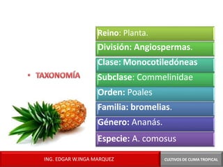 Reino: Planta.
División: Angiospermas.
Clase: Monocotiledóneas
Subclase: Commelinidae
Orden: Poales
Familia: bromelias.
Género: Ananás.
Especie: A. comosus
CULTIVOS DE CLIMA TROPICAL
ING. EDGAR W.INGA MARQUEZ
 