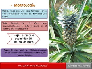Planta: vivaz con una base formada por la
unión compacta de varias hojas formando una
roseta.
Tallo: después
longitudinalmente
de 1-2
el tallo y
años crece
forma en el
extremo una inflorescencia.
Hojas: espinosas
que miden 30-
100 cm de largo.
Flores: de color rosa y tres pétalos que crecen
en las axilas de unas brácteas apuntadas, de
ovario hipógino.
CULTIVOS DE CLIMA TROPICAL
ING. EDGAR W.INGA MARQUEZ
 
