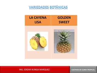 LA CAYENA
LISA
GOLDEN
SWEET
CULTIVOS DE CLIMA TROPICAL
ING. EDGAR W.INGA MARQUEZ
 