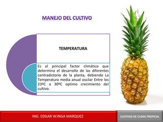 TEMPERATURA
Es el principal factor climático que
determina el desarrollo de las diferentes
contradictorio de la planta, debiendo La
Temperatura media anual oscilar Entre los
23ºC a 30ºC optimo crecimiento del
cultivo.
CULTIVOS DE CLIMA TROPICAL
ING. EDGAR W.INGA MARQUEZ
 