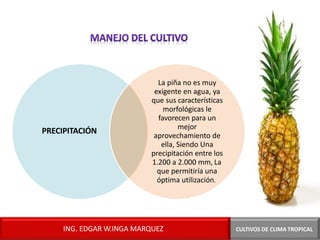 PRECIPITACIÓN
CULTIVOS DE CLIMA TROPICAL
La piña no es muy
exigente en agua, ya
que sus características
morfológicas le
favorecen para un
mejor
aprovechamiento de
ella, Siendo Una
precipitación entre los
1.200 a 2.000 mm, La
que permitiría una
óptima utilización.
ING. EDGAR W.INGA MARQUEZ
 