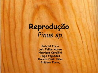Reprodução
Pinus sp.
Gabriel Faria
Luis Felipe Abreu
Henrique Cavallini
Hugo Fagundes
Marcos Paulo Silva
Stéfane Faria,
 
