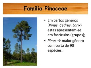 Cultivo de Pinus.ppt