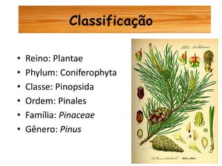 Cultivo de Pinus.ppt