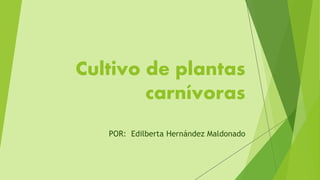 Cultivo de plantas
carnívoras
POR: Edilberta Hernández Maldonado
 