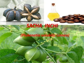 SACHA INCHI
(Plukenetia volubilis Linneo)
 