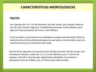 CARACTERISTICAS MORFOLOGICAS

FRUTO:
son cápsulas de 3 a 5 cm de diámetro, de color verde, que cuando maduran
son de color marrón negruzco. Usualmente presentan cuatro lóbulos, pero
algunos frutos presentan de cinco a siete lóbulos.

En las semillas se encuentran los cotiledones amanera de almendras (foto 2),
cubiertas de una fina película blanquecina que cubre a la almendra, que es la
materia prima para la extracción del aceite.


Dentro de las cápsulas se encuentran las semillas de color marrón oscuro, con
nervaduras notorias, ovales de 1,5 a 2 cm de diámetro, por 7 a 8 mm de
espesor y de 0,8 a 1,4 g de peso, ligeramente abultadas en el centro y
aplastadas hacia los bordes, con un hileum bien diferenciado.
 