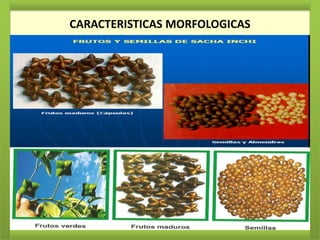 CARACTERISTICAS MORFOLOGICAS
CARACTERISTICAS MORFOLOGICAS
 