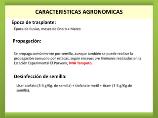 CARACTERISTICAS AGRONOMICAS
Época de trasplante:
 Época de lluvias, meses de Enero a Marzo


Propagación:

 Se propaga comúnmente por semilla, aunque también se puede realizar la
 propagación asexual o por estacas, según ensayos pre liminares realizados en la
 Estación Experimental El Porvenir, INIA Tarapoto.


 Desinfección de semilla:
  Usar acefato (3-4 g/Kg. de semilla) + tiofanate metil + tiram (3-5 g/Kg.de
  semilla).
 
