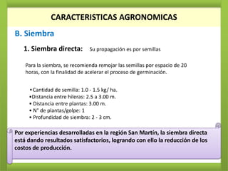CARACTERISTICAS AGRONOMICAS
B. Siembra
   1. Siembra directa:         Su propagación es por semillas

    Para la siembra, se recomienda remojar las semillas por espacio de 20
    horas, con la finalidad de acelerar el proceso de germinación.


     •Cantidad de semilla: 1.0 - 1.5 kg/ ha.
     •Distancia entre hileras: 2.5 a 3.00 m.
     • Distancia entre plantas: 3.00 m.
     • N° de plantas/golpe: 1
     • Profundidad de siembra: 2 - 3 cm.

Por experiencias desarrolladas en la región San Martín, la siembra directa
está dando resultados satisfactorios, logrando con ello la reducción de los
costos de producción.
 