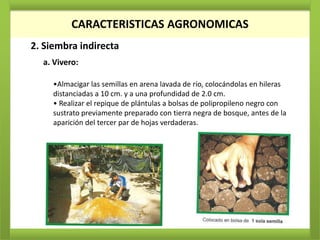 CARACTERISTICAS AGRONOMICAS
2. Siembra indirecta
  a. Vivero:

     •Almacigar las semillas en arena lavada de río, colocándolas en hileras
     distanciadas a 10 cm. y a una profundidad de 2.0 cm.
     • Realizar el repique de plántulas a bolsas de polipropileno negro con
     sustrato previamente preparado con tierra negra de bosque, antes de la
     aparición del tercer par de hojas verdaderas.
 
