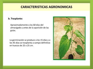 CARACTERISTICAS AGRONOMICAS


b. Trasplante:

  Aproximadamente a los 60 días del
  almacigado y antes de la aparición de las
  guías.



 La germinación se produce a los 15 días y a
 los 45 días se trasplanta a campo definitivo
 en huecos de 25 x 25 cm.
 