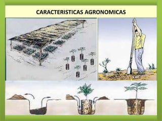 CARACTERISTICAS AGRONOMICAS
 