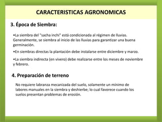 CARACTERISTICAS AGRONOMICAS
3. Época de Siembra:
 •La siembra del "sacha inchi" está condicionada al régimen de lluvias.
 Generalmente, se siembra al inicio de las lluvias para garantizar una buena
 germinación.
 •En siembras directas la plantación debe instalarse entre diciembre y marzo.
 •La siembra indirecta (en vivero) debe realizarse entre los meses de noviembre
 y febrero.

4. Preparación de terreno
  No requiere labranza mecanizada del suelo, solamente un mínimo de
  labores manuales en la siembra y deshierbe; lo cual favorece cuando los
  suelos presentan problemas de erosión.
 