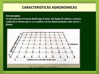 CARACTERISTICAS AGRONOMICAS
 