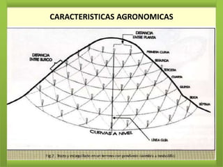 CARACTERISTICAS AGRONOMICAS
 