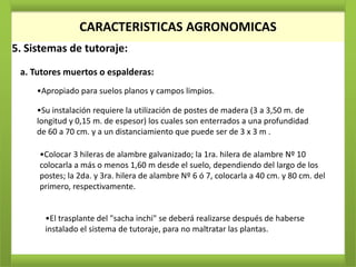 CARACTERISTICAS AGRONOMICAS
5. Sistemas de tutoraje:
 a. Tutores muertos o espalderas:
     •Apropiado para suelos planos y campos limpios.

     •Su instalación requiere la utilización de postes de madera (3 a 3,50 m. de
     longitud y 0,15 m. de espesor) los cuales son enterrados a una profundidad
     de 60 a 70 cm. y a un distanciamiento que puede ser de 3 x 3 m .

     •Colocar 3 hileras de alambre galvanizado; la 1ra. hilera de alambre Nº 10
     colocarla a más o menos 1,60 m desde el suelo, dependiendo del largo de los
     postes; la 2da. y 3ra. hilera de alambre Nº 6 ó 7, colocarla a 40 cm. y 80 cm. del
     primero, respectivamente.


       •El trasplante del "sacha inchi" se deberá realizarse después de haberse
       instalado el sistema de tutoraje, para no maltratar las plantas.
 