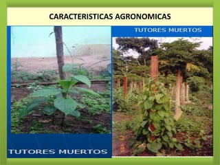 CARACTERISTICAS AGRONOMICAS
 