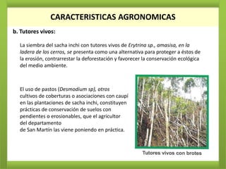 CARACTERISTICAS AGRONOMICAS
b. Tutores vivos:

  La siembra del sacha inchi con tutores vivos de Erytrina sp., amasisa, en la
  ladera de los cerros, se presenta como una alternativa para proteger a éstos de
  la erosión, contrarrestar la deforestación y favorecer la conservación ecológica
  del medio ambiente.



  El uso de pastos (Desmodium sp), otros
  cultivos de coberturas o asociaciones con caupí
  en las plantaciones de sacha inchi, constituyen
  prácticas de conservación de suelos con
  pendientes o erosionables, que el agricultor
  del departamento
  de San Martín las viene poniendo en práctica.
 