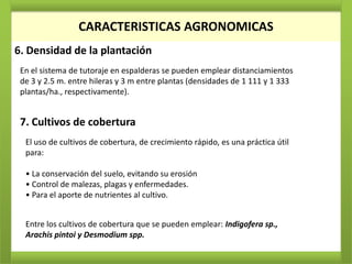 CARACTERISTICAS AGRONOMICAS
6. Densidad de la plantación
 En el sistema de tutoraje en espalderas se pueden emplear distanciamientos
 de 3 y 2.5 m. entre hileras y 3 m entre plantas (densidades de 1 111 y 1 333
 plantas/ha., respectivamente).


 7. Cultivos de cobertura
  El uso de cultivos de cobertura, de crecimiento rápido, es una práctica útil
  para:

  • La conservación del suelo, evitando su erosión
  • Control de malezas, plagas y enfermedades.
  • Para el aporte de nutrientes al cultivo.


  Entre los cultivos de cobertura que se pueden emplear: Indigofera sp.,
  Arachis pintoi y Desmodium spp.
 