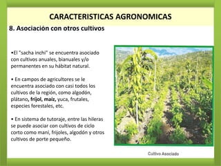 CARACTERISTICAS AGRONOMICAS
8. Asociación con otros cultivos


•El "sacha inchi" se encuentra asociado
con cultivos anuales, bianuales y/o
permanentes en su hábitat natural.

• En campos de agricultores se le
encuentra asociado con casi todos los
cultivos de la región, como algodón,
plátano, fríjol, maíz, yuca, frutales,
especies forestales, etc.

• En sistema de tutoraje, entre las hileras
se puede asociar con cultivos de ciclo
corto como maní, frijoles, algodón y otros
cultivos de porte pequeño.
 
