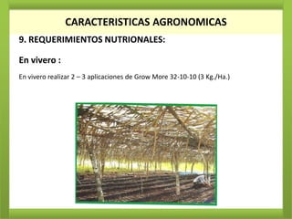 CARACTERISTICAS AGRONOMICAS
9. REQUERIMIENTOS NUTRIONALES:

En vivero :
En vivero realizar 2 – 3 aplicaciones de Grow More 32-10-10 (3 Kg./Ha.)
 