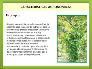 CARACTERISTICAS AGRONOMICAS

En campo :

Se observa que el Sacha Inchi es un cultivo de
aparente poca exigencia de nutrientes para su
crecimiento y primera producción se observa
deficiencias nutricionales en macro y
micronutrientes y como consecuencia una
reducción en al fructificación y la presencia de
manchas en los frutos. Por la características
de producción de frutos en forma
permanente y continua ; para ello requiere
un plan de abonamiento o fertilización a fin
de recuperar los elementos extraídos por la
planta para cubrir dicha producción.
 
