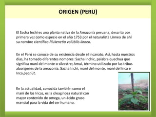 ORIGEN
                           ORIGEN (PERU)


El Sacha Inchi es una planta nativa de la Amazonía peruana, descrita por
primera vez como especie en el año 1753 por el naturalista Linneo de ahí
su nombre científico Plukenetia volúbilis linneo.


En el Perú se conoce de su existencia desde el incanato. Así, hasta nuestros
días, ha tomado diferentes nombres: Sacha Inchic, palabra quechua que
significa maní del monte o silvestre; Amui, término utilizado por las tribus
aborígenes de la amazonía; Sacha Inchi, maní del monte, maní del Inca e
Inca peanut.


En la actualidad, conocida también como el
maní de los Incas, es la oleaginosa natural con
mayor contenido de omega, un ácido graso
esencial para la vida del ser humano.
 