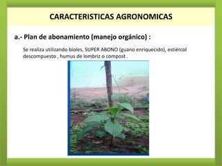 CARACTERISTICAS AGRONOMICAS

a.- Plan de abonamiento (manejo orgánico) :
  Se realiza utilizando bioles, SUPER ABONO (guano enriquecido), estiércol
  descompuesto , humus de lombriz o compost .
 