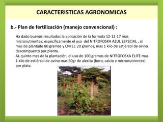 CARACTERISTICAS AGRONOMICAS

b.- Plan de fertilización (manejo convencional) :
  Ha dado buenos resultados la aplicación de la formula 12-12-17 mas
  micronutrientes; específicamente el uso del NITROFOSKA AZUL ESPECIAL , al
  mes de plantado 80 gramos y ENTEC 20 gramos, mas 1 kilo de estiércol de ovino
  descompuesto por planta.
  AL quinto mes de la plantación, el uso de 100 gramos de NITROFOSKA ELITE mas
  1 kilo de estiércol de ovino mas 50gr de alexita (boro, calcio y micronutrientes)
  por plata.
 