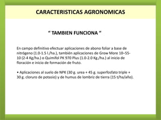 CARACTERISTICAS AGRONOMICAS


                   “ TAMBIEN FUNCIONA “

En campo definitivo efectuar aplicaciones de abono foliar a base de
nitrógeno (1.0-1.5 l./ha.), también aplicaciones de Grow More 10–55-
10 (2-4 Kg/ha.) o Quimifol PK 970 Plus (1.0-2.0 Kg./ha.) al inicio de
floración e inicio de formación de fruto.

• Aplicaciones al suelo de NPK (30 g. urea + 45 g. superfosfato triple +
30 g. cloruro de potasio) y de humus de lombriz de tierra (15 t/ha/año).
 