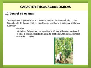 CARACTERISTICAS AGRONOMICAS
10. Control de malezas:

 Es una práctica importante en los primeros estadios de desarrollo del cultivo.
 Dependiendo del tipo de maleza, estado de desarrollo de la maleza y población
 puede ser:
           • Manual
           • Químico.- Aplicaciones de herbicida sistémico glifosato a dosis de 4
           – 5 l/ha. o de un herbicida de contacto del tipo glufosinato de amonio
           a dosis de 4 – 5 l/ha.
 