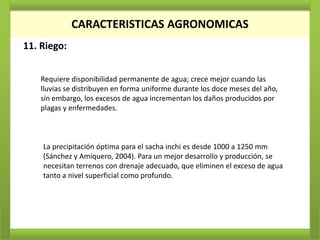 CARACTERISTICAS AGRONOMICAS
11. Riego:


    Requiere disponibilidad permanente de agua; crece mejor cuando las
    lluvias se distribuyen en forma uniforme durante los doce meses del año,
    sin embargo, los excesos de agua incrementan los daños producidos por
    plagas y enfermedades.



    La precipitación óptima para el sacha inchi es desde 1000 a 1250 mm
    (Sánchez y Amiquero, 2004). Para un mejor desarrollo y producción, se
    necesitan terrenos con drenaje adecuado, que eliminen el exceso de agua
    tanto a nivel superficial como profundo.
 