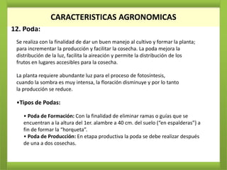 CARACTERISTICAS AGRONOMICAS
12. Poda:
 Se realiza con la finalidad de dar un buen manejo al cultivo y formar la planta;
 para incrementar la producción y facilitar la cosecha. La poda mejora la
 distribución de la luz, facilita la aireación y permite la distribución de los
 frutos en lugares accesibles para la cosecha.

 La planta requiere abundante luz para el proceso de fotosíntesis,
 cuando la sombra es muy intensa, la floración disminuye y por lo tanto
 la producción se reduce.

 •Tipos de Podas:

    • Poda de Formación: Con la finalidad de eliminar ramas o guías que se
    encuentran a la altura del 1er. alambre a 40 cm. del suelo (“en espalderas”) a
    fin de formar la “horqueta”.
    • Poda de Producción: En etapa productiva la poda se debe realizar después
    de una a dos cosechas.
 