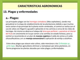 CARACTERISTICAS AGRONOMICAS
13. Plagas y enfermedades

 a.- Plagas:
 Las principales plagas son las hormigas cortadoras (Atta cephalotes), siendo mas
 perjudicial en la etapa de establecimiento de las plantaciones debido a que muchas
 veces cortan el eje principal de la planta recién sembradas, el control se realiza con el
 uso de cebos con Regent o gusadrin aplicando en los caminos o cerca de los nidos de
 hormigas. Asi mismo se observa el ataque de larva que perforan y penetran al interior
 del fruto en crecimiento en la que comen a las semillas en estado lechoso, para su
 control se recomienda en un plan de manejo orgánico el caldo de ceniza y el caldo
 silicosulfocalcico y en un manejo convencional la aplicación de wintip o soluthion.

  Entre otras plagas que atacan este cultivo, cabe mencionar a los Grillotalpa sp.,
  grillo topo. Muchos agricultores eliminan y reemplazan por otros plantones, en
  forma progresiva las plantas atacadas por estas plagas y enfermedades.
 
