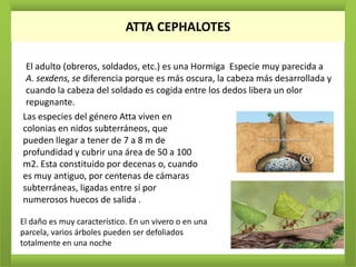 ATTA CEPHALOTES

 El adulto (obreros, soldados, etc.) es una Hormiga Especie muy parecida a
 A. sexdens, se diferencia porque es más oscura, la cabeza más desarrollada y
 cuando la cabeza del soldado es cogida entre los dedos libera un olor
 repugnante.
Las especies del género Atta viven en
colonias en nidos subterráneos, que
pueden llegar a tener de 7 a 8 m de
profundidad y cubrir una área de 50 a 100
m2. Esta constituido por decenas o, cuando
es muy antiguo, por centenas de cámaras
subterráneas, ligadas entre sí por
numerosos huecos de salida .

El daño es muy característico. En un vivero o en una
parcela, varios árboles pueden ser defoliados
totalmente en una noche
 