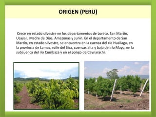 ORIGEN
                            ORIGEN (PERU)


 Crece en estado silvestre en los departamentos de Loreto, San Martín,
Ucayali, Madre de Dios, Amazonas y Junín. En el departamento de San
Martín, en estado silvestre, se encuentra en la cuenca del río Huallaga, en
la provincia de Lamas, valle del Sisa, cuencas alta y baja del río Mayo, en la
subcuenca del río Cumbaza y en el pongo de Caynarachi.
 