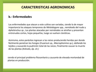 CARACTERISTICAS AGRONOMICAS

b.- Enfermedades

Las enfermedades que atacan a este cultivo son variadas, siendo la de mayor
importancia los ataques tempranos de Meloidogyne spp., nemátodo del nudo y
Aphelenchus sp., Las plantas atacadas por nemátodos se atrofian y presentan
entrenudos cortos, hojas pequeñas, luego se vuelven cloróticas.

Asimismo, estos parásitos ingresan a las raíces produciendo heridas por donde
fácilmente penetran los hongos (Fusarium sp., Macrophomina sp.), dañando los
tejidos y causando la pudrición total de las raíces; finalmente causan la muerte
de las plantas (Arévalo, óp. cit.)


siendo el principal problema fitosanitario y causante de elevada mortandad de
plantas en producción.
 