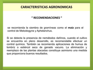 CARACTERISTICAS AGRONOMICAS

                    “ RECOMENDACIONES “


se recomienda la siembra de gramíneas como el maíz para el
control de Meloidogyne y Aphelanchus.

Si se detecta la presencia de nemátodos dañinos, cuando el cultivo
se encuentra en pleno desarrollo, es recomendable efectuar un
control químico. También se recomienda aplicaciones de humus de
lombriz o estiércol seco de ganado vacuno. La eliminación y
reemplazo de las plantas atacadas constituye asimismo una medida
que proporciona buenos resultados.
 