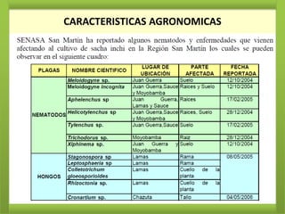 CARACTERISTICAS AGRONOMICAS
 